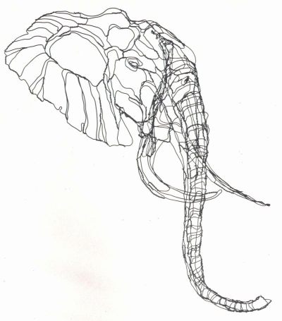 African Elephant head