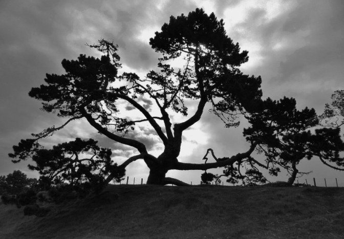 One-Tree-HIll-tree-nearby-800x557