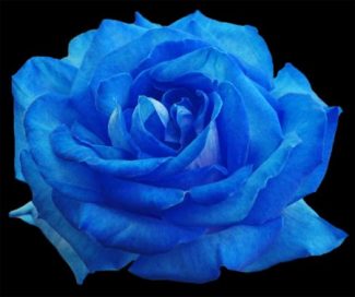 Roses – Sunday Evening Art Gallery